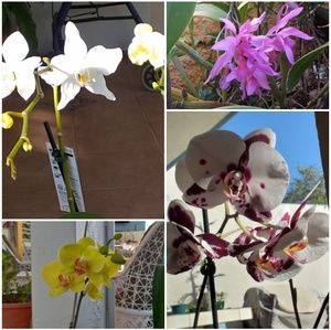 Meet your Posher, Maxi